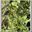 Aeshna cyanea - Blaugruene Mosaikjungfer m23.jpg